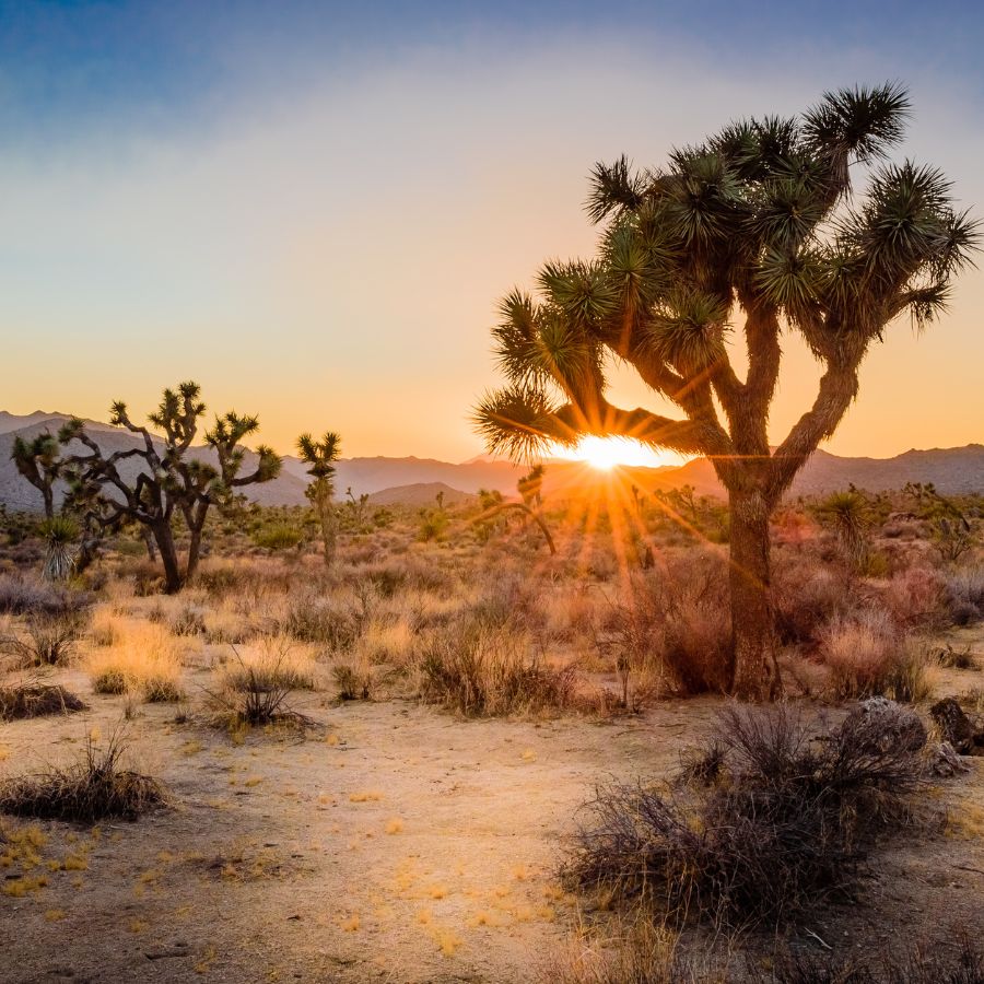 joshua tree